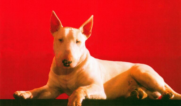 [BAXTER] Jérôme Boivin, 1989