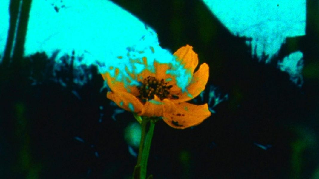 « All Flesh is Grass » (Caryn Cline, 2017)