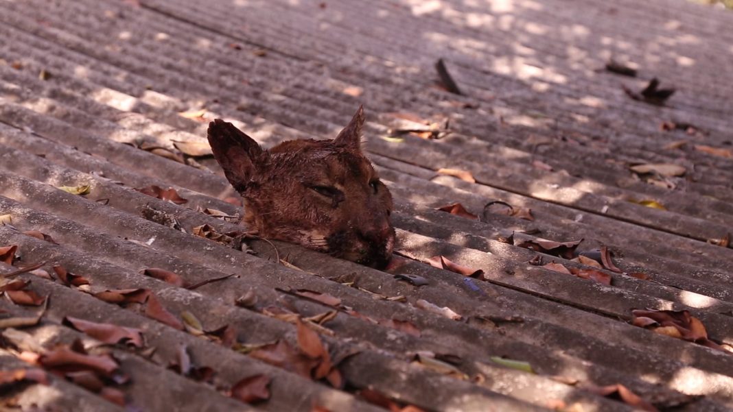 « Febre da Madeira » (Daniel Nolasco, 2015)