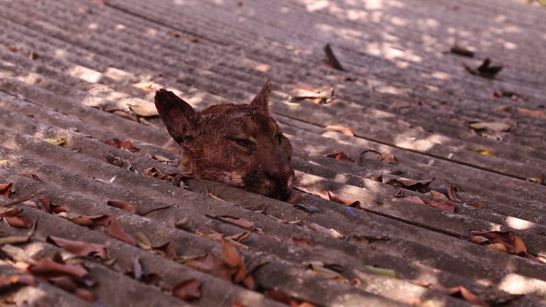 « Febre da Madeira » (Daniel Nolasco, 2015)
