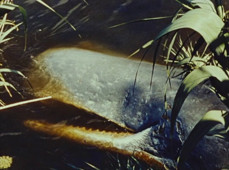 « Les Hommes de la baleine » (Mario Ruspoli, 1956)