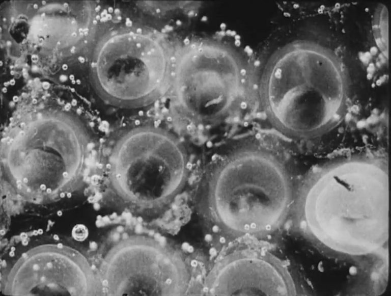 « L&rsquo;Amblystôme » (Société Française des Films Éclair, 1913)