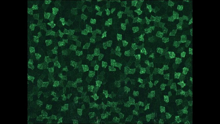 « New Fancy Foils » (Jodie Mack, 2013)