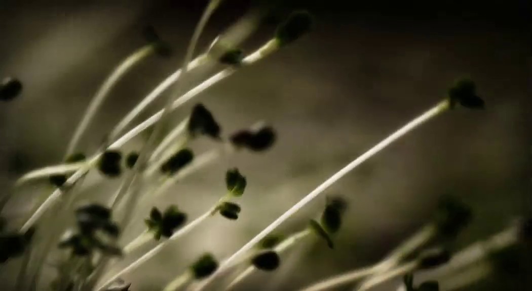 « Ludi Florales » (Alessandro Bavari, 2015)
