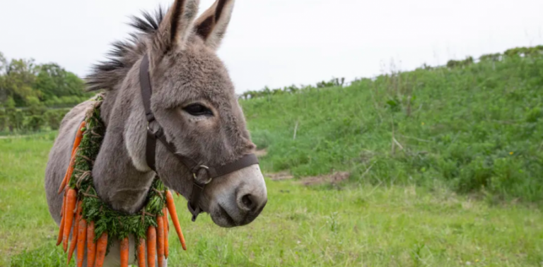[Star chaos de 2022] L&rsquo;âne du « EO » de Jerzy Skolimowski