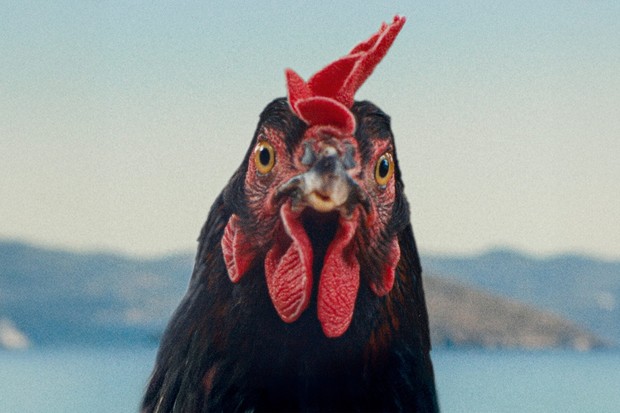 « Hen » : des nouvelles du réalisateur György Pálfi (« Taxidermie »)