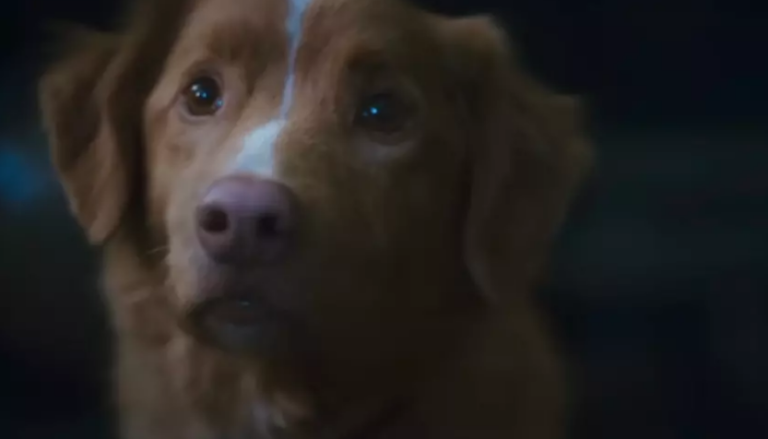 « Good Boy » de Ben Leonberg : un film d&rsquo;horreur avec un chien qui hurle à la lune