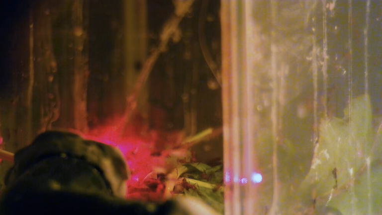 Co-réalisatrice de « Leviathan » et « De Humani Corporis Fabrica », Verena Paravel prépare « Cosmofonia »