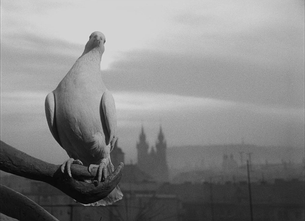 « La Colombe blanche » de František Vláčil : les blessures ne sont pas innocentes