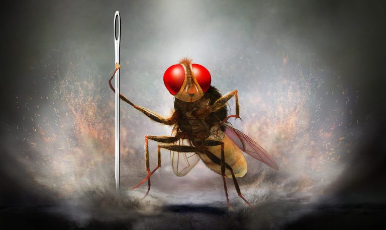 « Eega, la mouche vengeresse » de S.S. Rajamouli dans les salles françaises en juin
