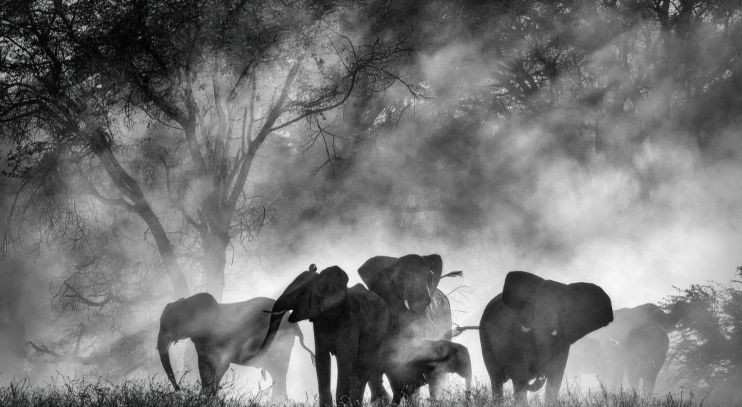 « Ghost Elephants » de Werner Herzog : l’art de chercher ce qu’on ne trouvera pas