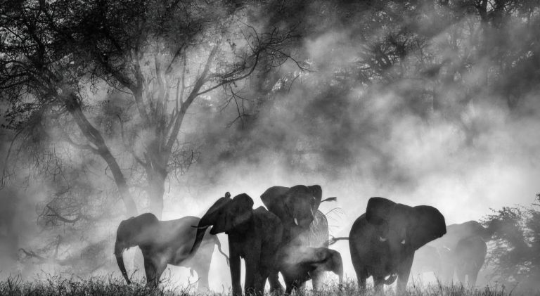 « Ghost Elephants » de Werner Herzog : l’art de chercher ce qu’on ne trouvera pas
