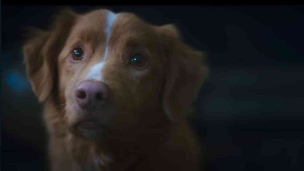 Après son film fantastique à hauteur de chien « Good Boy », Ben Leonberg planche sur « Ankle Snatcher »